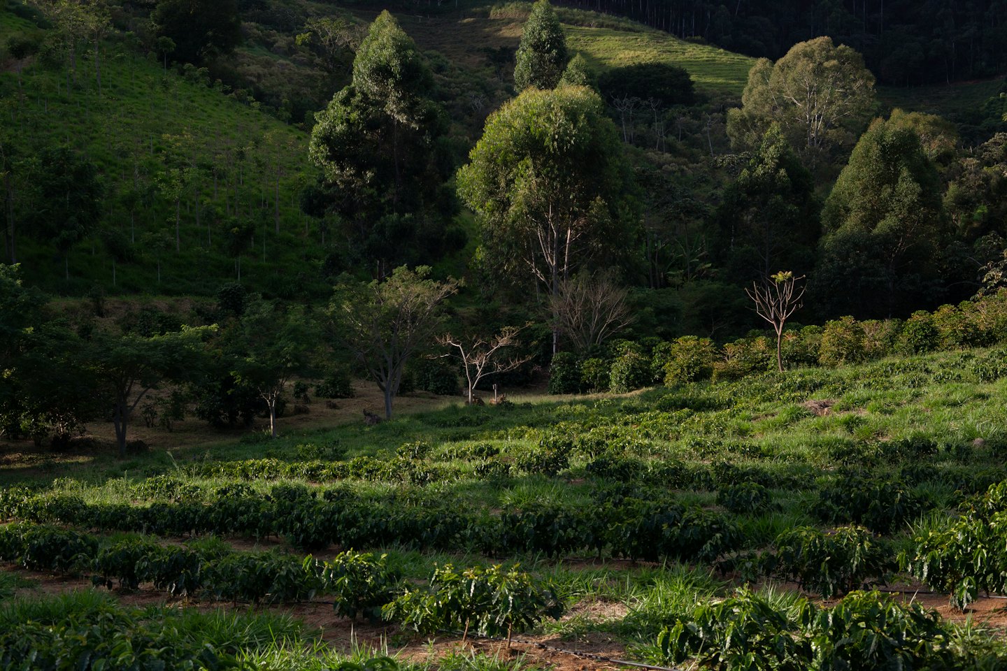 Rows of coffee plants on a sunlit hillside plantation.