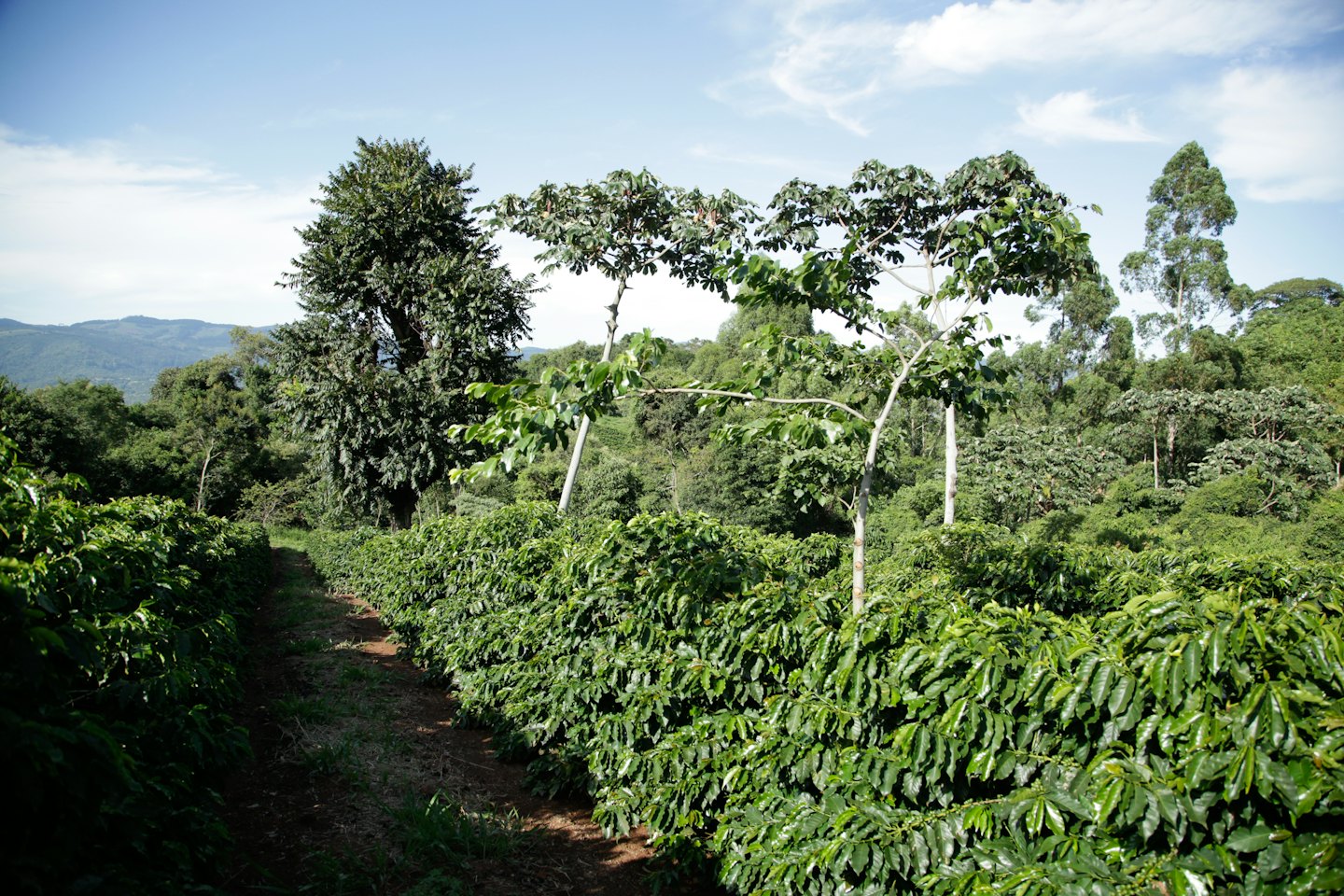 Lush green coffee plants grow along a path in rows.