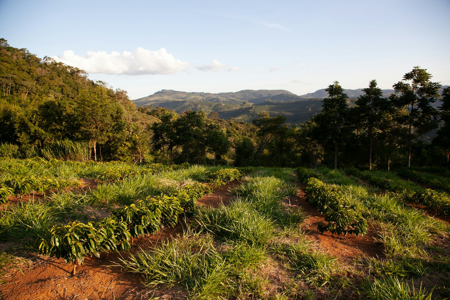 Step Regeon Coffee Region Tours
